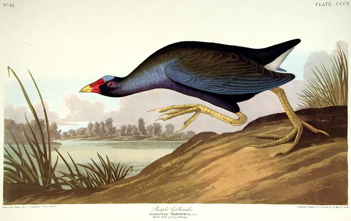 Джон Дж. Одюбон, "Птицы Америки", 1827-1838 гг., Источник Википедия Джон Дж. Одюбон, "Птицы Америки", 1827-1838 гг., Источник Википедия